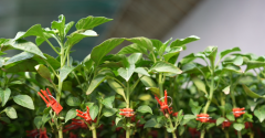 斗极让种地尽显“科技范儿”
